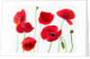 Poppies on white background by Assaf Frank
